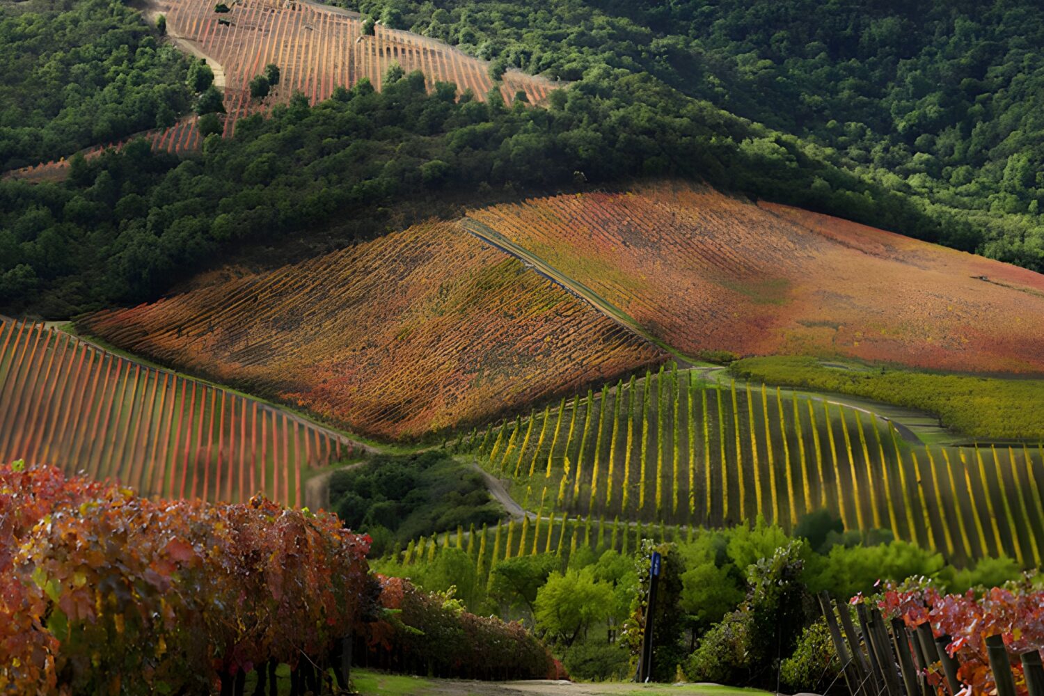 clos-apalta-and-vik 酒庄及午餐搭配