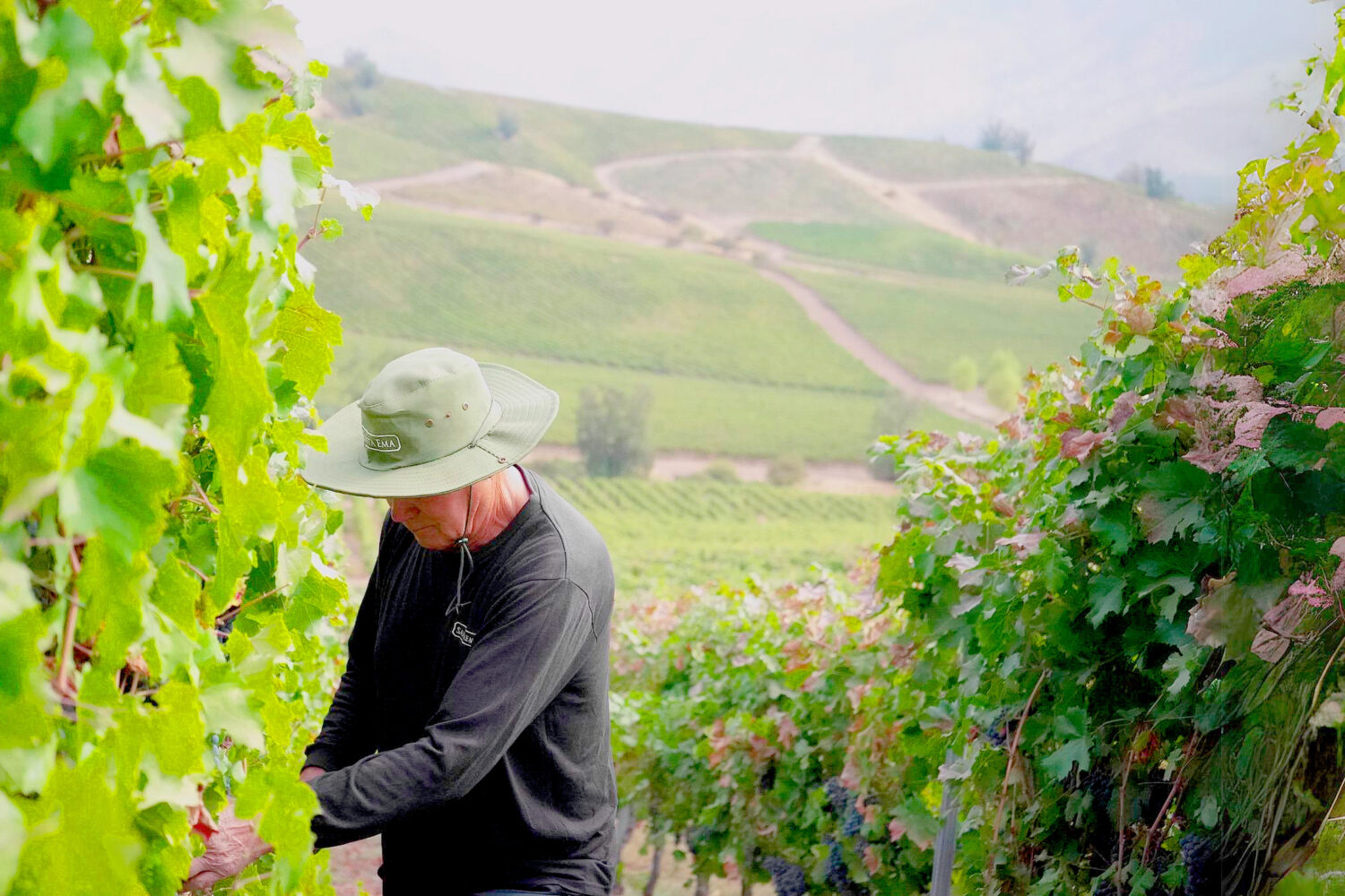 O Vale do Maipo, aninhado na região vinícola do Chile, abriga vinhedos reconhecidos internacionalmente como Viña Tarapacá, Viña TerraMater e Viña Santa Ema. Conhecido por produzir vinhos excepcionais, especialmente tintos encorpados, o vale ganhou reconhecimento global. Esse reconhecimento o tornou um destino importante para o enoturismo no Chile. Os visitantes também são presenteados com uma rica experiência culinária, onde pratos locais são habilmente combinados com os vinhos renomados do vale, criando uma jornada verdadeiramente memorável.