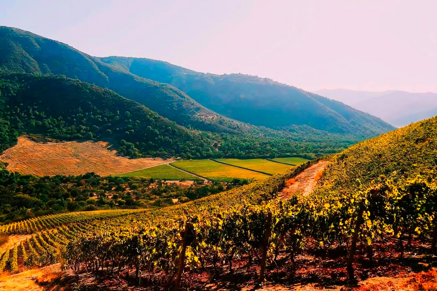 智利的迈波谷拥有著名的米拉韦谷和圣费尔南多，是葡萄酒爱好者的首选目的地。维纳维克和马图拉纳等标志性葡萄园让这个地区登上了全球地图，生产出世界一流的葡萄酒，吸引了国际观众。山谷的知名度不断提高，推动了旅游业的蓬勃发展，游客们渴望探索其令人惊叹的风景和丰富的葡萄酒文化。该地区的美食是完美的补充，精致的当地菜肴搭配其广受好评的葡萄酒。