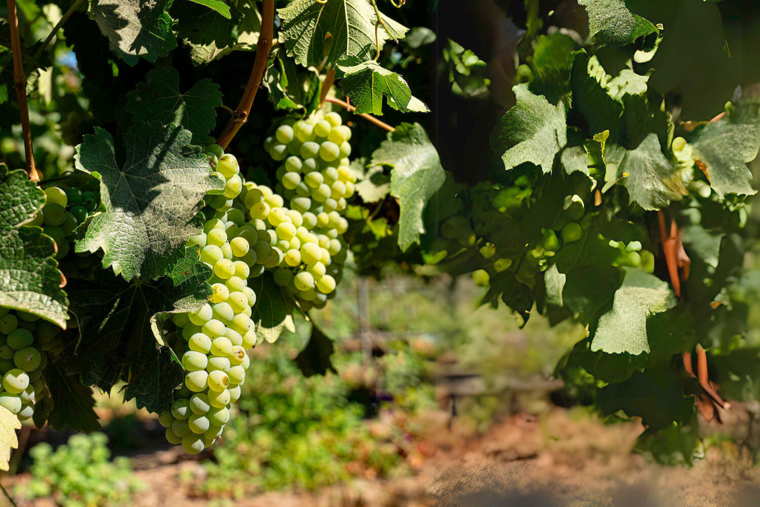O Vale do Maipo, aninhado na região vinícola do Chile, abriga vinhedos reconhecidos internacionalmente como Viña Tarapacá, Viña TerraMater e Viña Santa Ema. Conhecido por produzir vinhos excepcionais, especialmente tintos encorpados, o vale ganhou reconhecimento global. Esse reconhecimento o tornou um destino importante para o enoturismo no Chile. Os visitantes também são presenteados com uma rica experiência culinária, onde pratos locais são habilmente combinados com os vinhos renomados do vale, criando uma jornada verdadeiramente memorável.