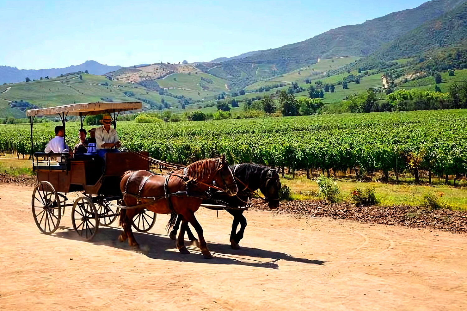 科尔查瓜谷位于智利葡萄酒产区，以其出色的葡萄园而闻名，例如 Viña Vik 和 Viña Montes。这些酒庄以其创新的葡萄酒和奢华的游客体验赢得了全球赞誉，使科尔查瓜谷成为葡萄酒旅游的热门地点。游客不仅被葡萄酒所吸引，还被这些庄园提供的卓越美食所吸引，这里的美食与山谷最好的葡萄酒巧妙搭配，带来难忘的美食体验。