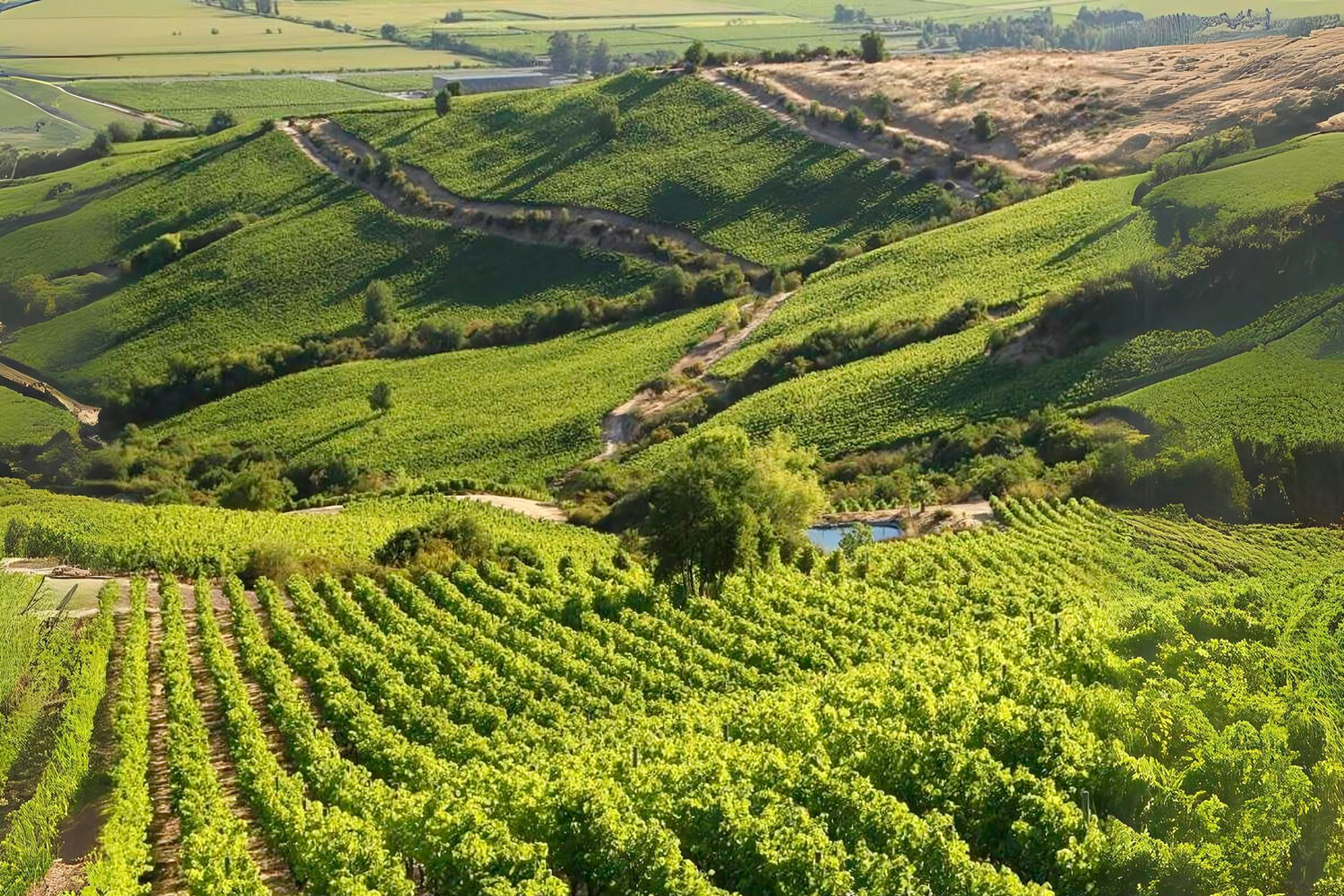 科尔查瓜谷是智利葡萄酒产区的一颗明珠，拥有 Viña Vik 和 Viña Montes 等世界知名葡萄园。这些酒庄凭借其创新的酿酒技术和奢华的酒品，在智利登上全球葡萄酒地图方面发挥了至关重要的作用。游客蜂拥而至，不仅是为了品尝葡萄酒，也是为了品尝美味的美食，这两家葡萄园都提供美食体验，展现智利美食和葡萄酒的精髓。