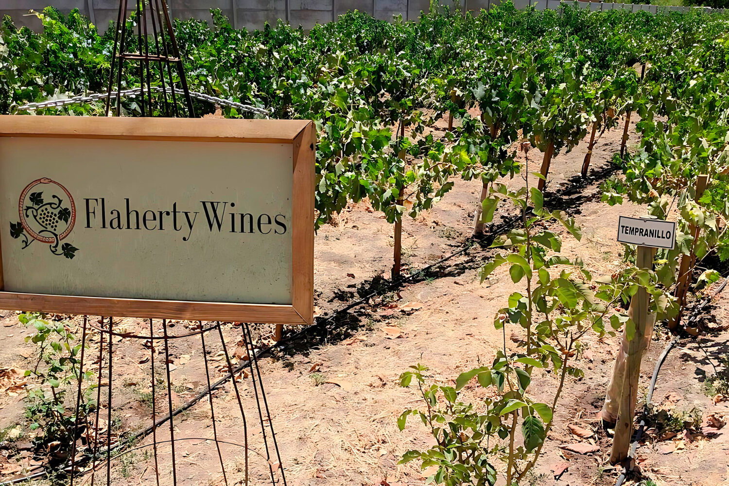 智利阿空加瓜谷是葡萄酒界的一颗新星，以其独特的葡萄园和卓越的葡萄酒产量而闻名。该地区独特的气候和地形有助于酿造出获得全球认可的葡萄酒。这一国际声誉使该山谷成为游客的热门目的地，游客渴望探索其美丽的风景和丰富的葡萄酒文化。山谷的美食以新鲜的当地食材为特色，为其屡获殊荣的葡萄酒提供了完美的补充。