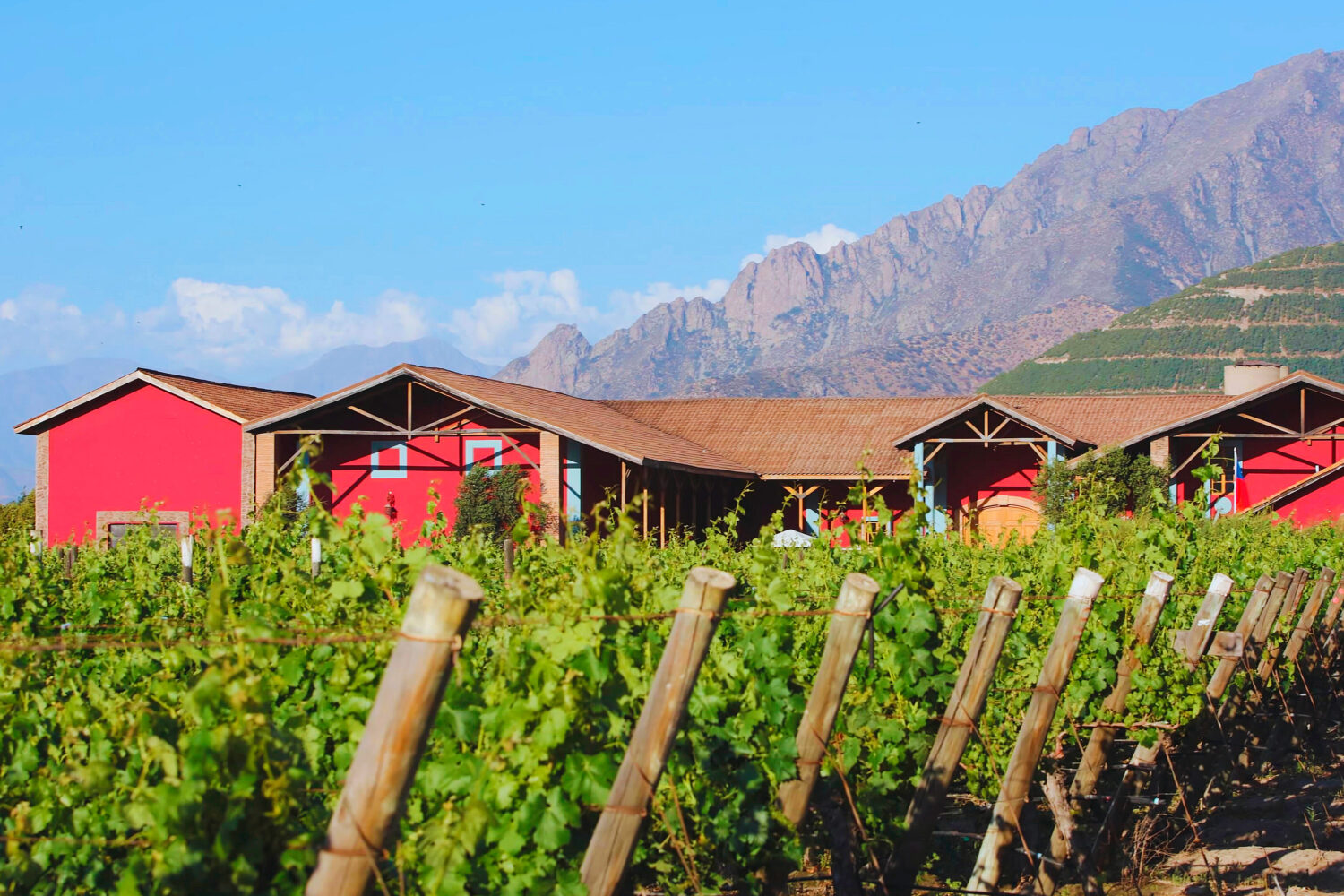 迈波谷，特别是米拉韦谷和圣费尔南多，是智利重要的葡萄酒产区，拥有 Viña Vik 和 Maturana 等著名葡萄园。这些酒庄以其创新的酿酒工艺和优质葡萄酒赢得了全球认可。迈波谷的国际声誉极大地促进了旅游业的发展，吸引了世界各地的葡萄酒爱好者。游客还可以享受该地区丰富的美食，当地风味与山谷的优质葡萄酒完美搭配，创造出令人难忘的美食体验。