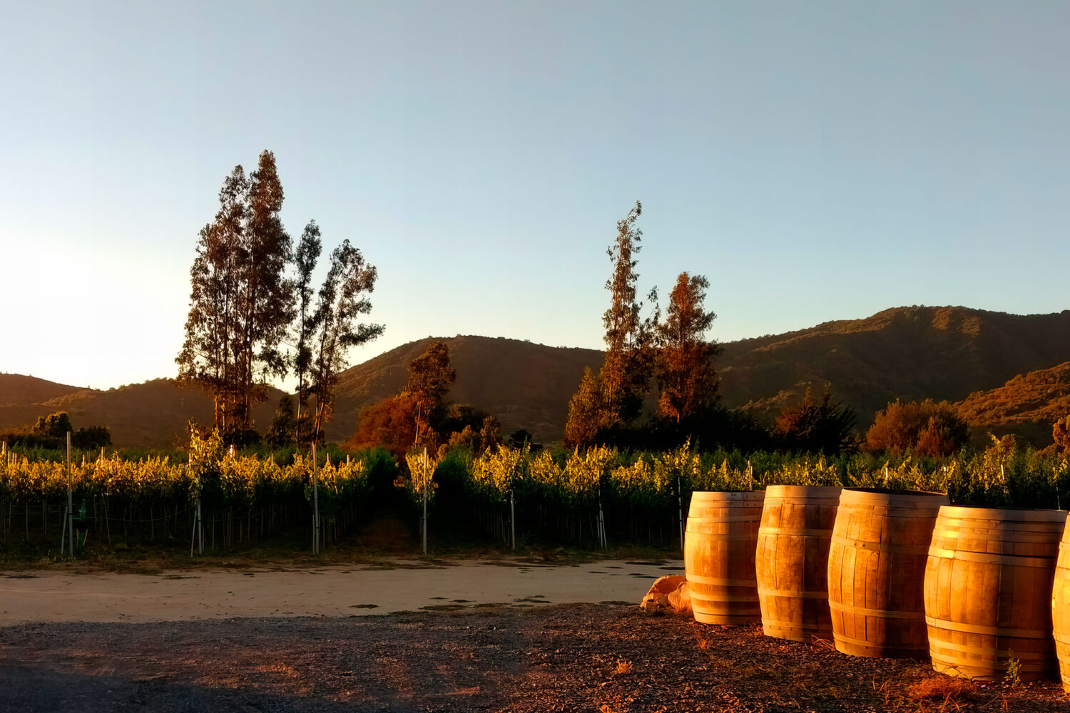 卡萨布兰卡山谷，世界级的葡萄酒，是白头翁和黑皮诺的理想气候壁画。将优雅的葡萄酒与精美的美食融合在一起，将完美的玛丽达和自然的自然环境融为一体。