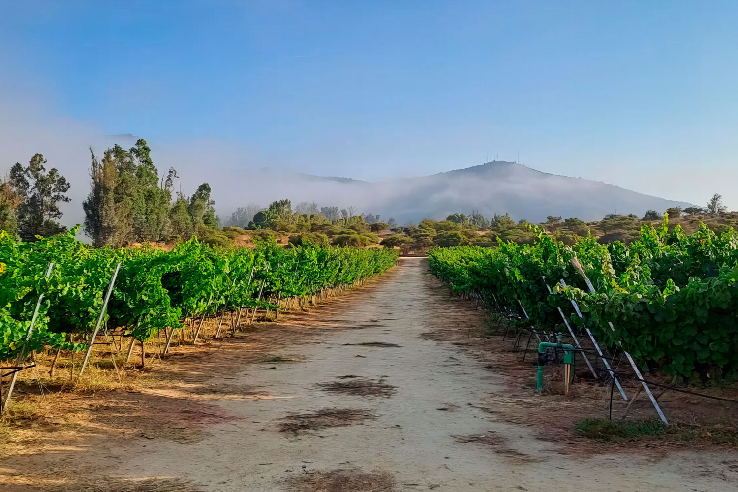 卡萨布兰卡山谷，世界级的葡萄酒，是白头翁和黑皮诺的理想气候壁画。将优雅的葡萄酒与精美的美食融合在一起，将完美的玛丽达和自然的自然环境融为一体。