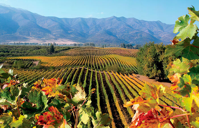 El Valle de Casablanca, famoso por sus viñedos de clase mundial, ofrece un terroir único que produce vinos frescos y elegantes, especialmente Sauvignon Blanc y Chardonnay. Su gastronomía destaca por fusionar productos locales con innovación culinaria, creando platos que armonizan a la perfección con los vinos, en un entorno de belleza natural.