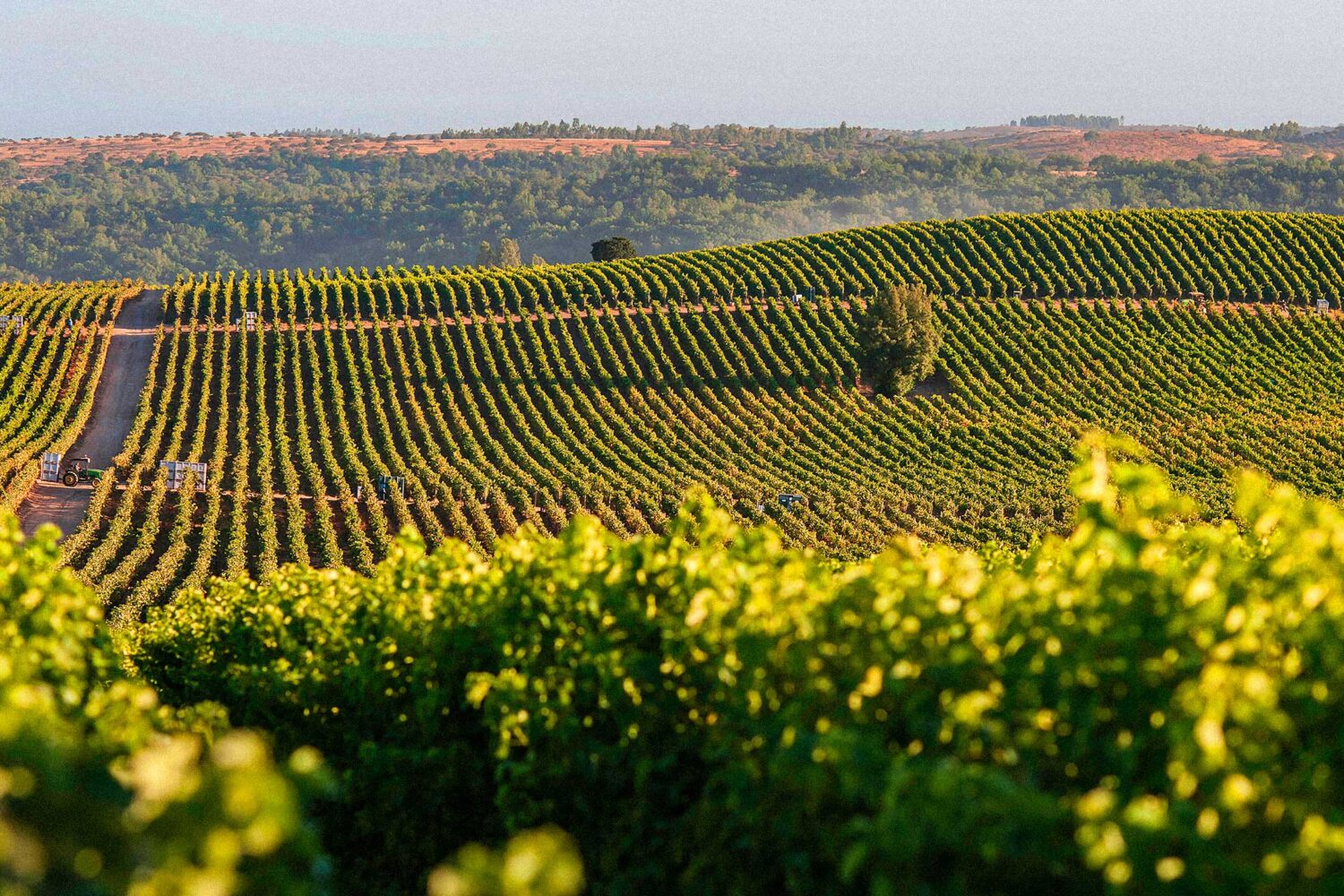 Experience the allure of Viña Concha y Toro, Chile's most iconic vineyard nestled in the stunning Maipo Valley. Famous for its exquisite wines, like the legendary Casillero del Diablo, this vineyard offers an unforgettable journey through its historic cellars and scenic vineyards. Concha y Toro is a global leader in winemaking, combining tradition with innovation. Join a guided tour to learn about their sustainable practices and taste award-winning wines that capture Chile’s diverse terroir. Visit Viña Concha y Toro to immerse yourself in a rich history, breathtaking landscapes, and world-renowned wines, all just outside Santiago.